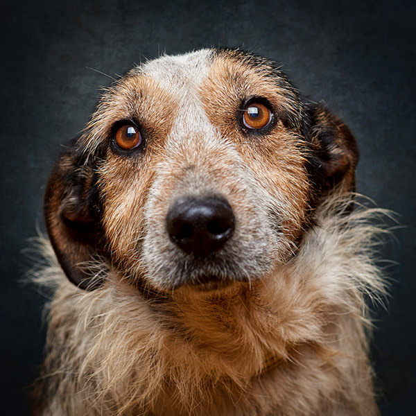 fotografia de animais de estimação, retrato de um cão