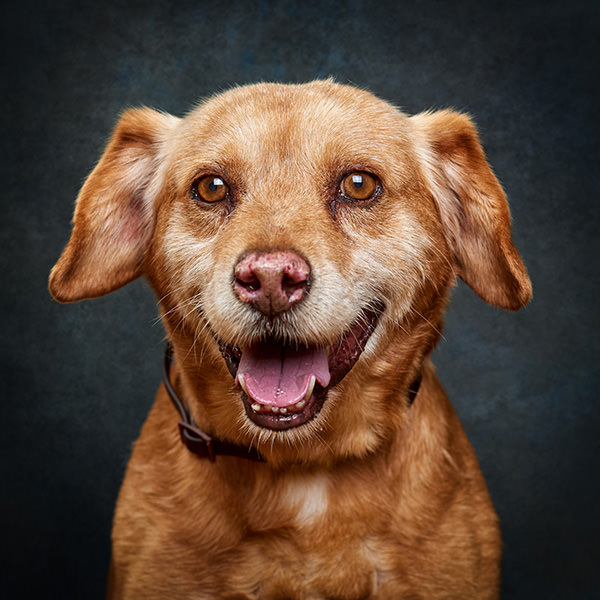 fotografia de animais de estimação, retrato de um cão